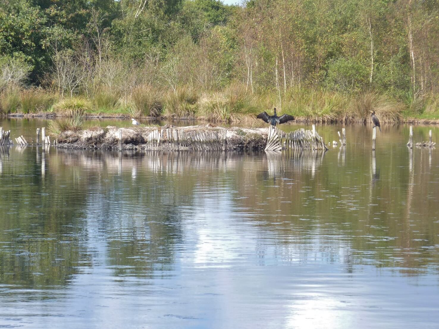 Marais de Mousterlin avec un Héron Cendré - Proche du camping Kersentic a Fouesnant